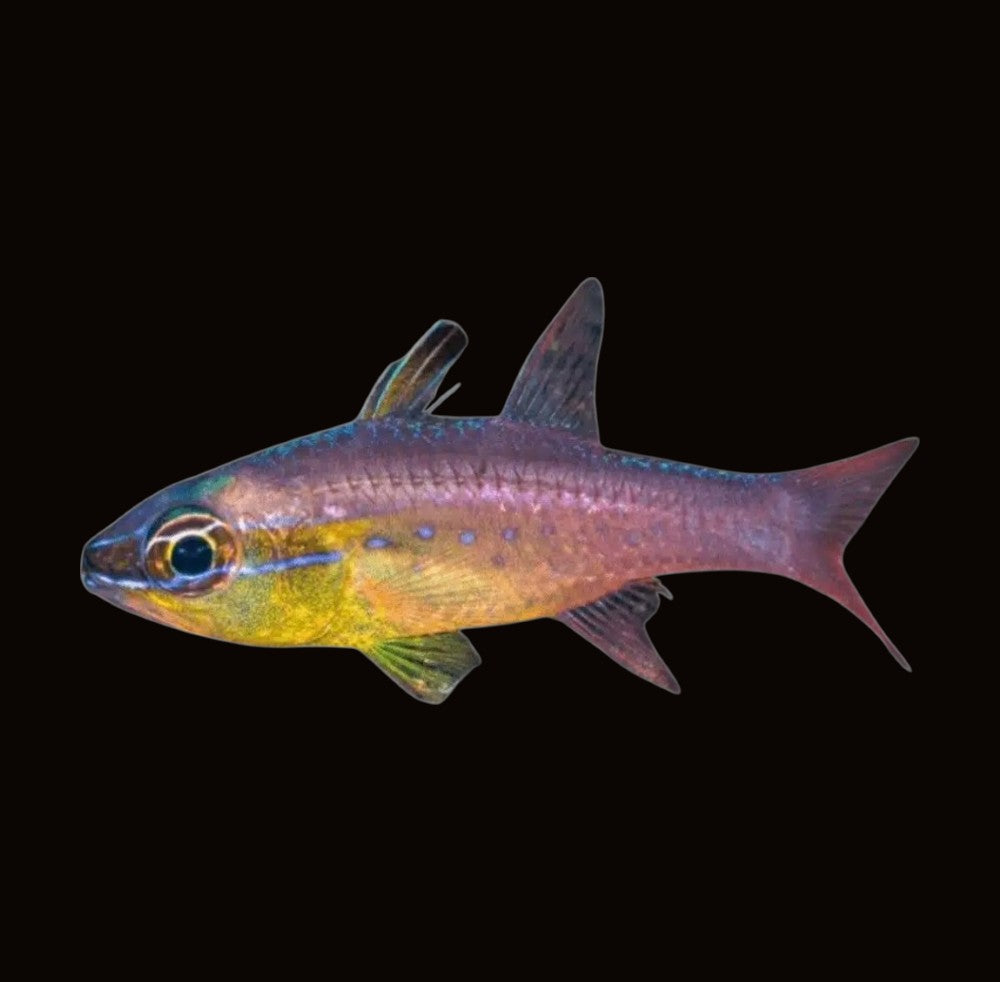 Goldbelly Cardinalfish | Ostorhinchus apogonoides