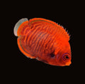 Golden Angelfish | Centropyge aurantia