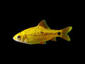 Golden Barb