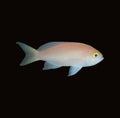 Golden Eye Anthias Female | Pseudanthias engelhardi