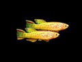 Golden Gardneri Killi Pair