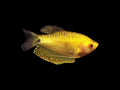 Golden Gourami