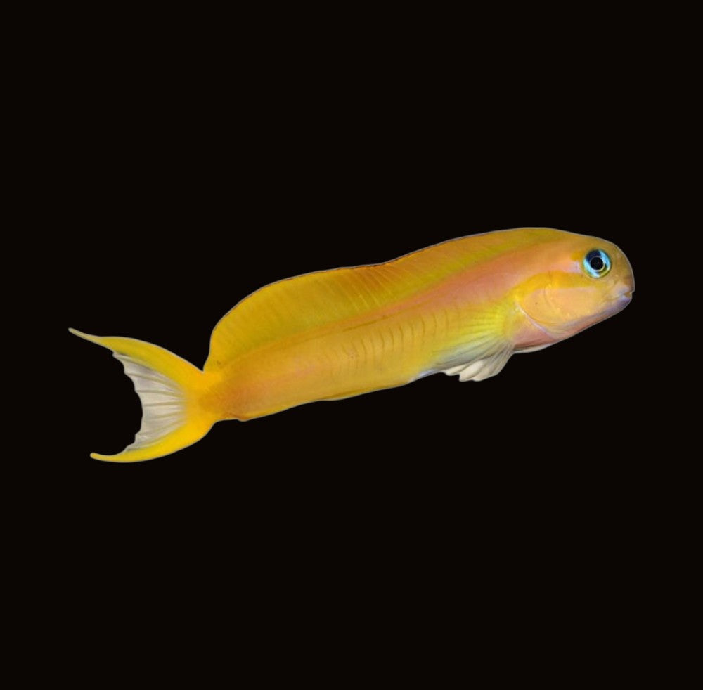 Golden Midas Blenny | Ecsenius midas