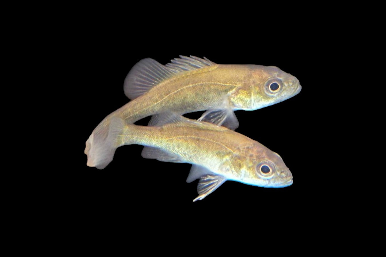 Golden Perch