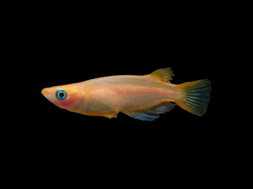 Golden Ricefish