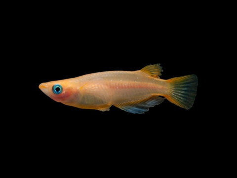 Golden Ricefish