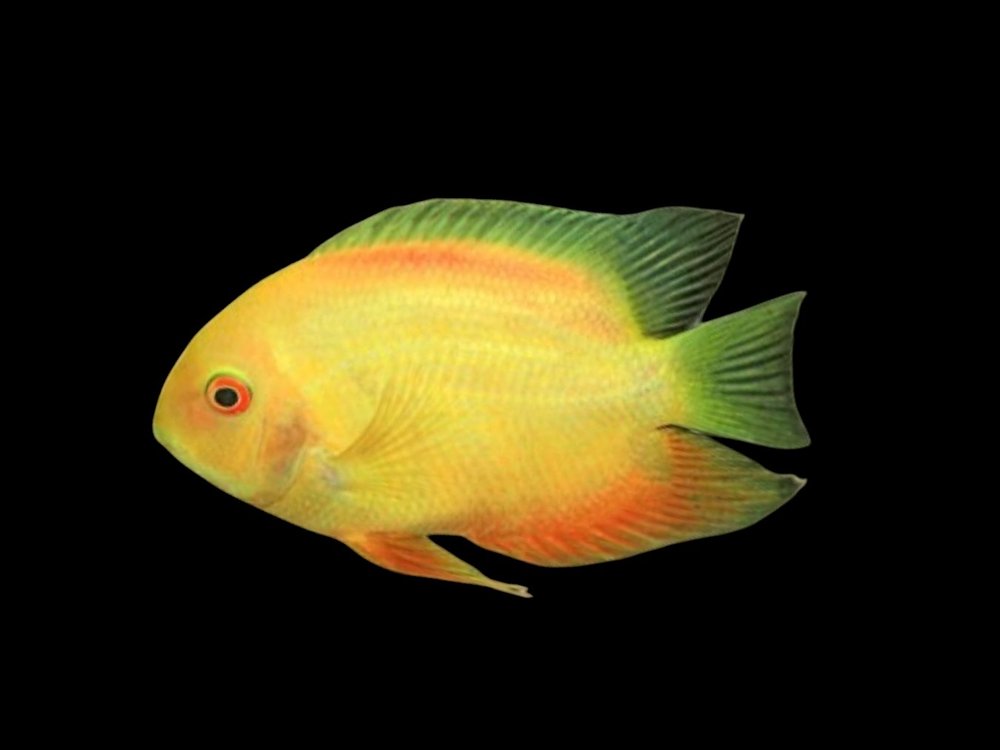 Golden Severum