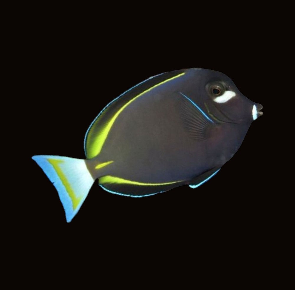 Gold Rim Tang | Acanthurus nigricans