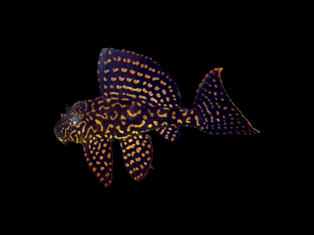 Goldspot Pleco