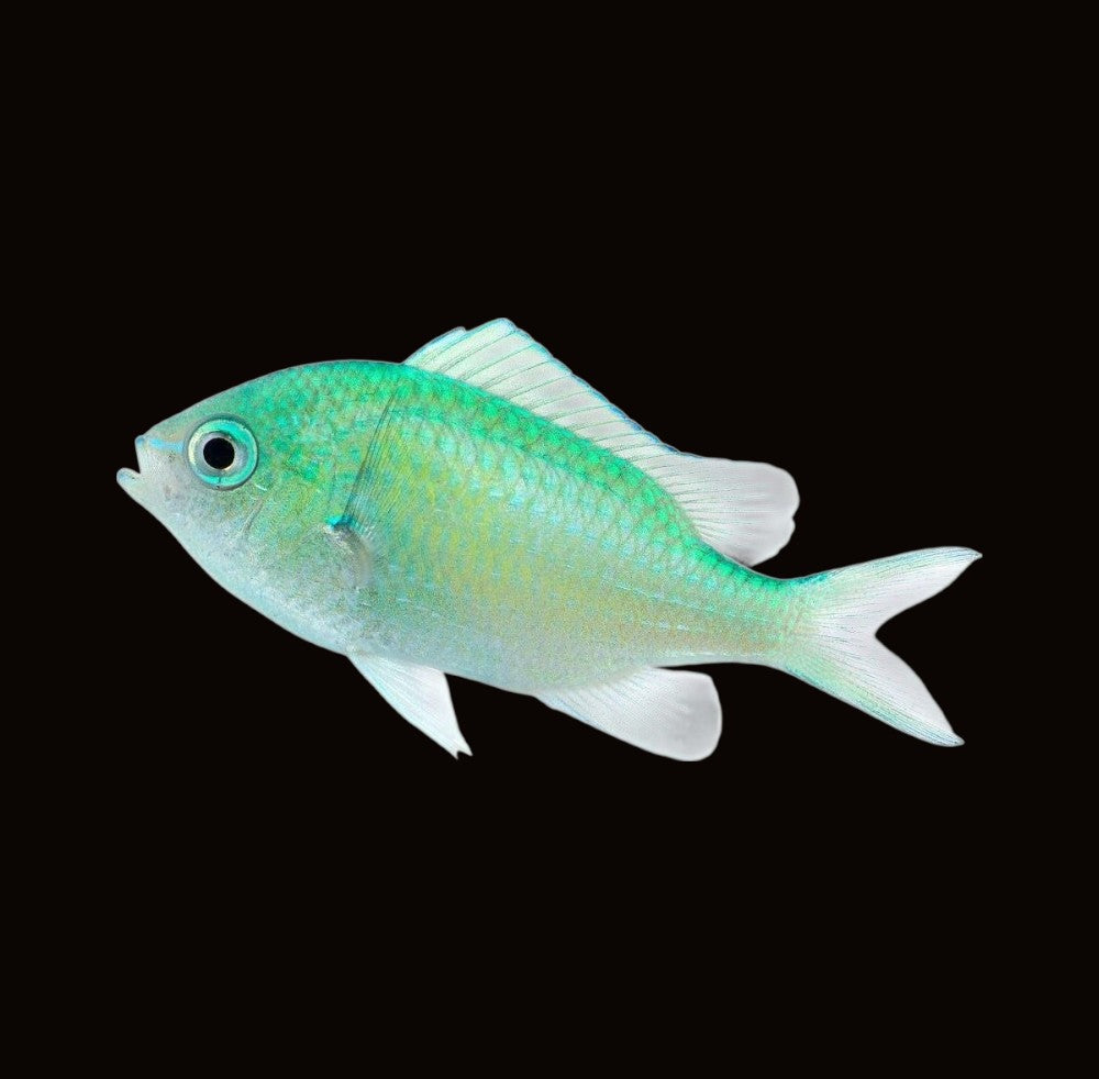 Green Chromis | Chromis viridis