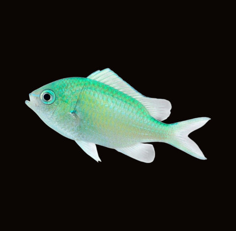 Green Chromis | Chromis viridis