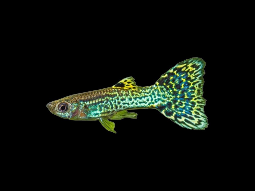 Green Cobra Guppy Male