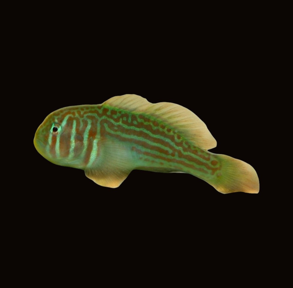 Green Coral Goby | Gobiodon histrio