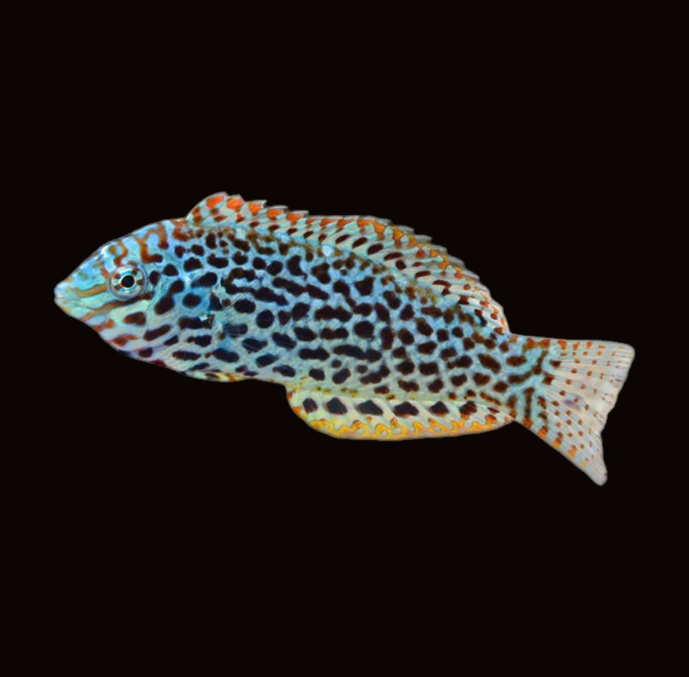 Green Leopard Wrasse Female | Macropharyngodon meleagris