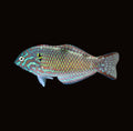 Green Leopard Wrasse Male | Macropharyngodon meleagris