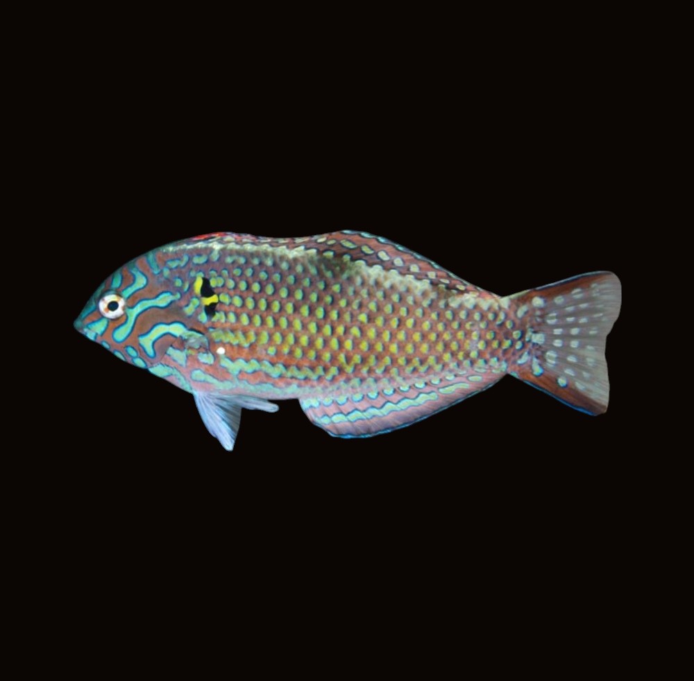 Green Leopard Wrasse Male | Macropharyngodon meleagris