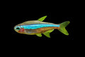 Green Neon Tetra