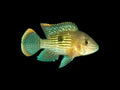 Green Terror Cichlid