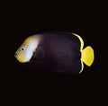 Grey Poma Angelfish | Chaetodontoplus melanosoma