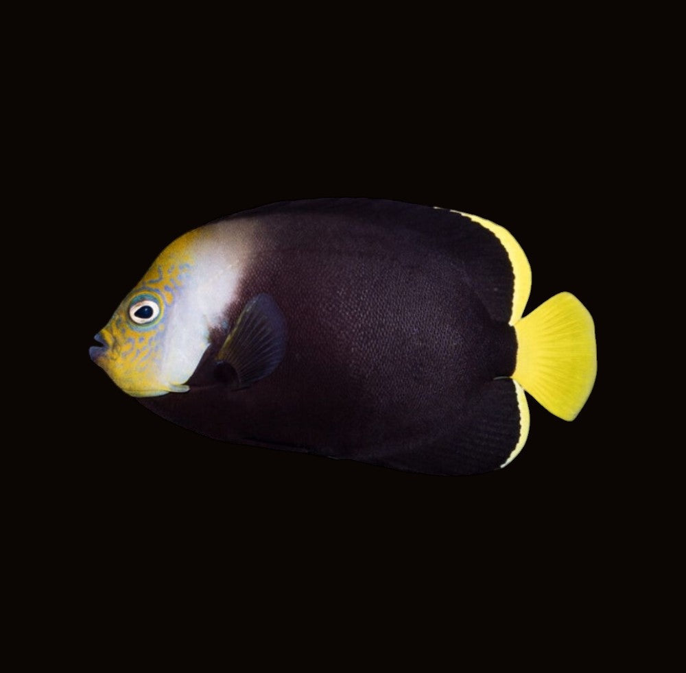 Grey Poma Angelfish | Chaetodontoplus melanosoma