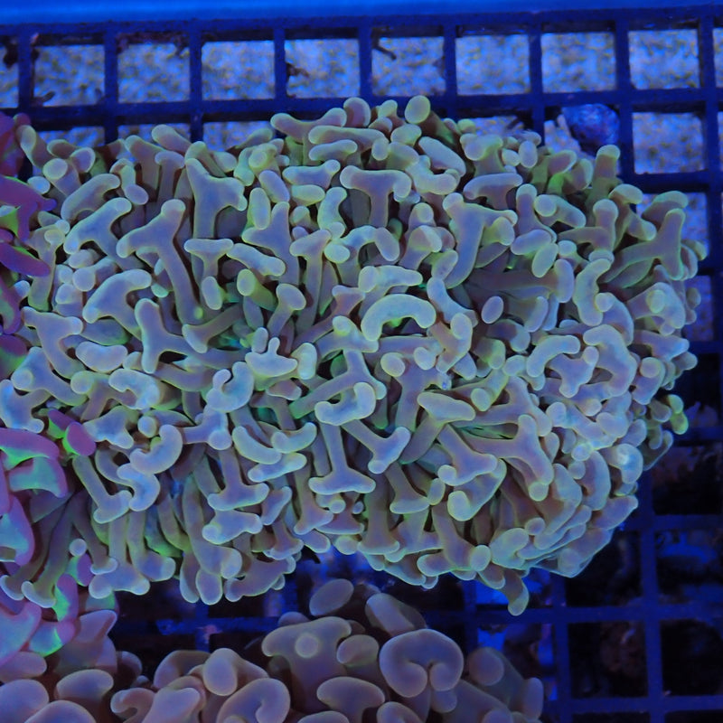 Euphyllia Ancora AA01 | Fimbriaphyllia ancora