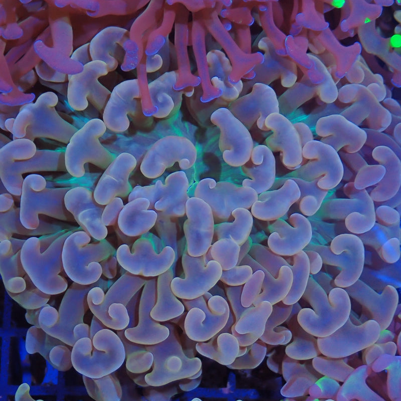 Euphyllia Ancora AA02 | Fimbriaphyllia ancora