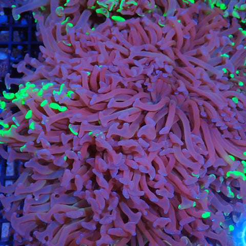 Euphyllia Ancora AA003 | Fimbriaphyllia ancora