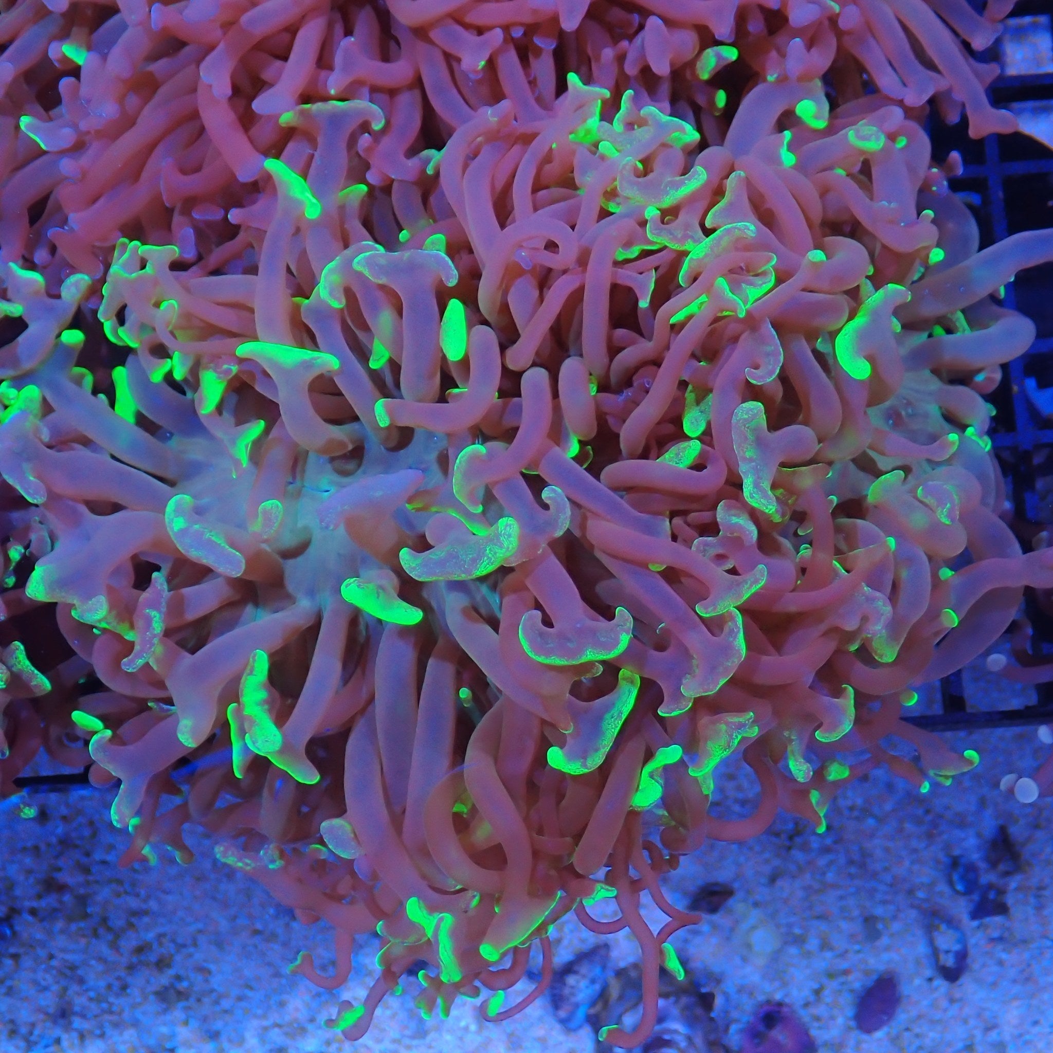 Euphyllia Ancora AA004 | Fimbriaphyllia ancora