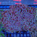 Euphyllia Ancora AA005 | Fimbriaphyllia ancora