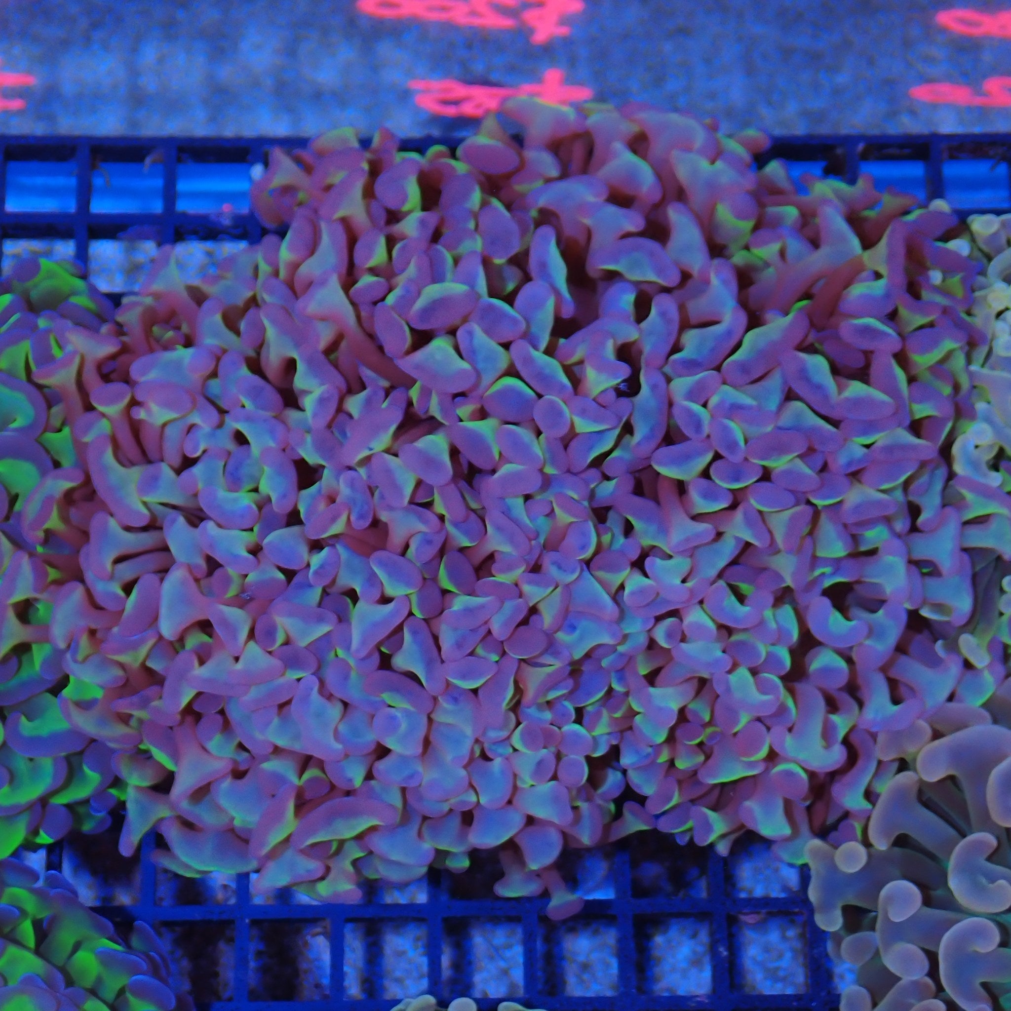 Euphyllia Ancora AA005 | Fimbriaphyllia ancora