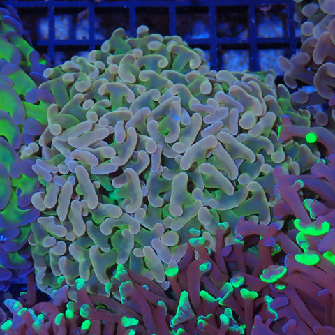 Euphyllia Ancora AA006 | Fimbriaphyllia ancora