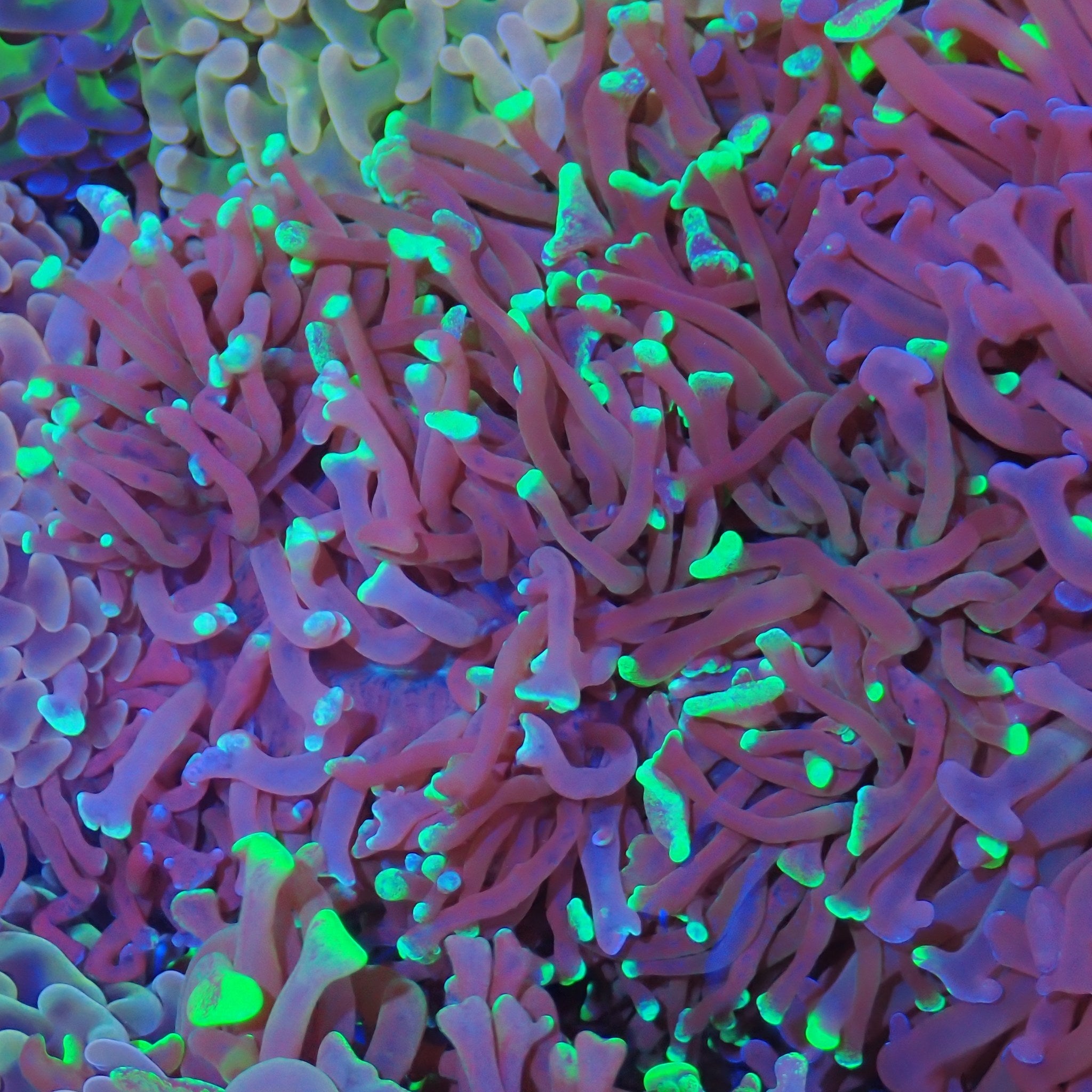 Euphyllia Ancora AA007 | Fimbriaphyllia ancora