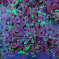 Euphyllia Ancora AA008 | Fimbriaphyllia ancora