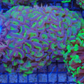 Euphyllia Ancora AA009 | Fimbriaphyllia ancora