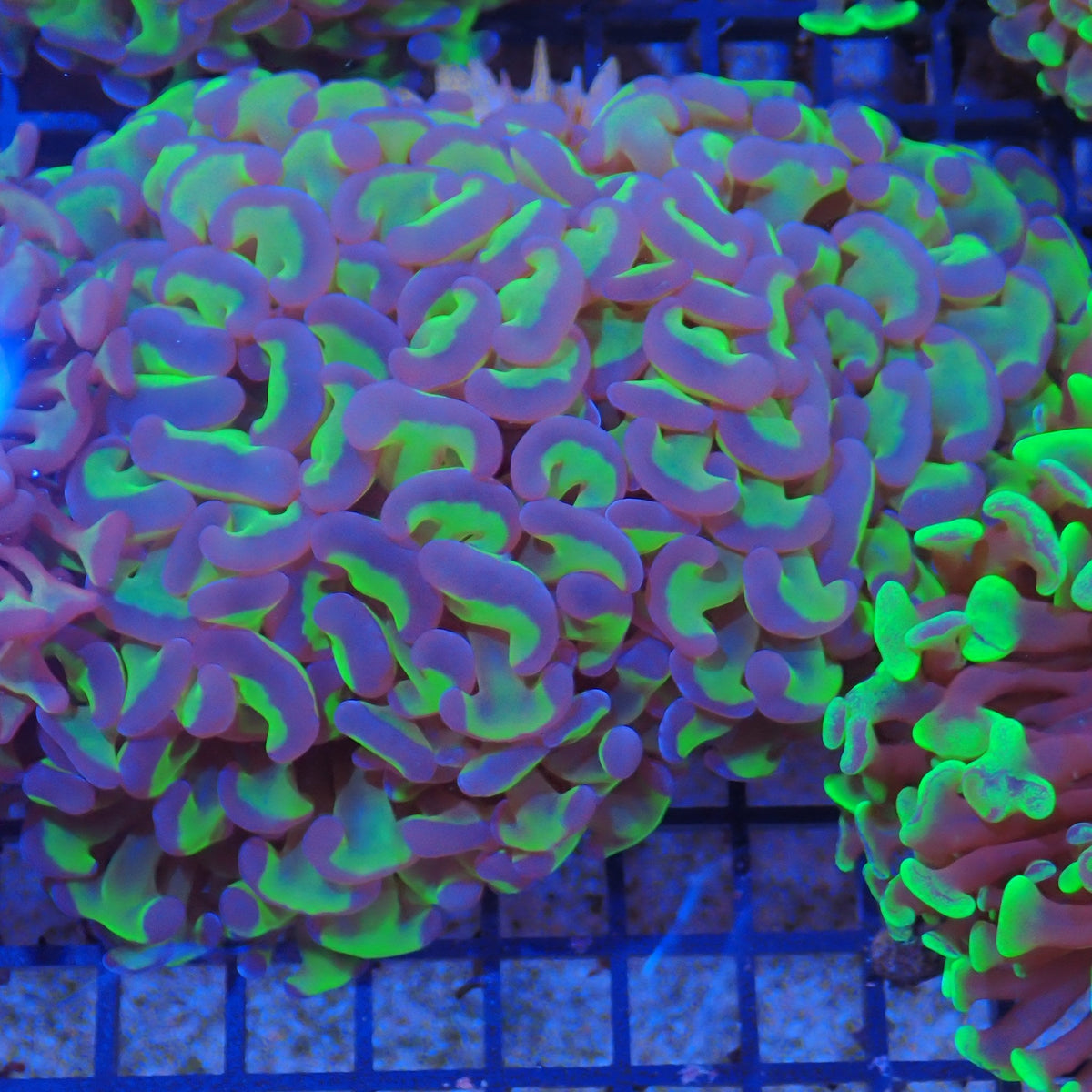 Euphyllia Ancora AA009 | Fimbriaphyllia ancora