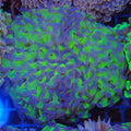 Euphyllia Ancora AA010 | Fimbriaphyllia ancora