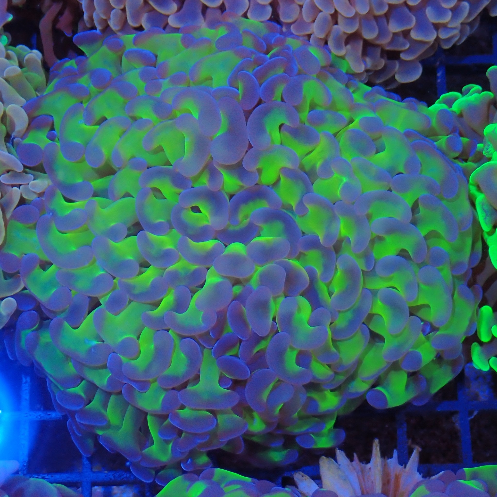 Euphyllia Ancora AA010 | Fimbriaphyllia ancora