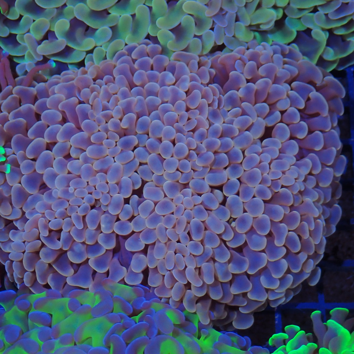 Euphyllia Ancora AA011 | Fimbriaphyllia ancora