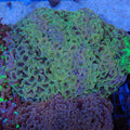 Euphyllia Ancora AA012 | Fimbriaphyllia ancora
