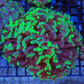 Euphyllia Ancora AA013 | Fimbriaphyllia ancora