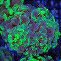 Euphyllia Ancora AA014 | Fimbriaphyllia ancora