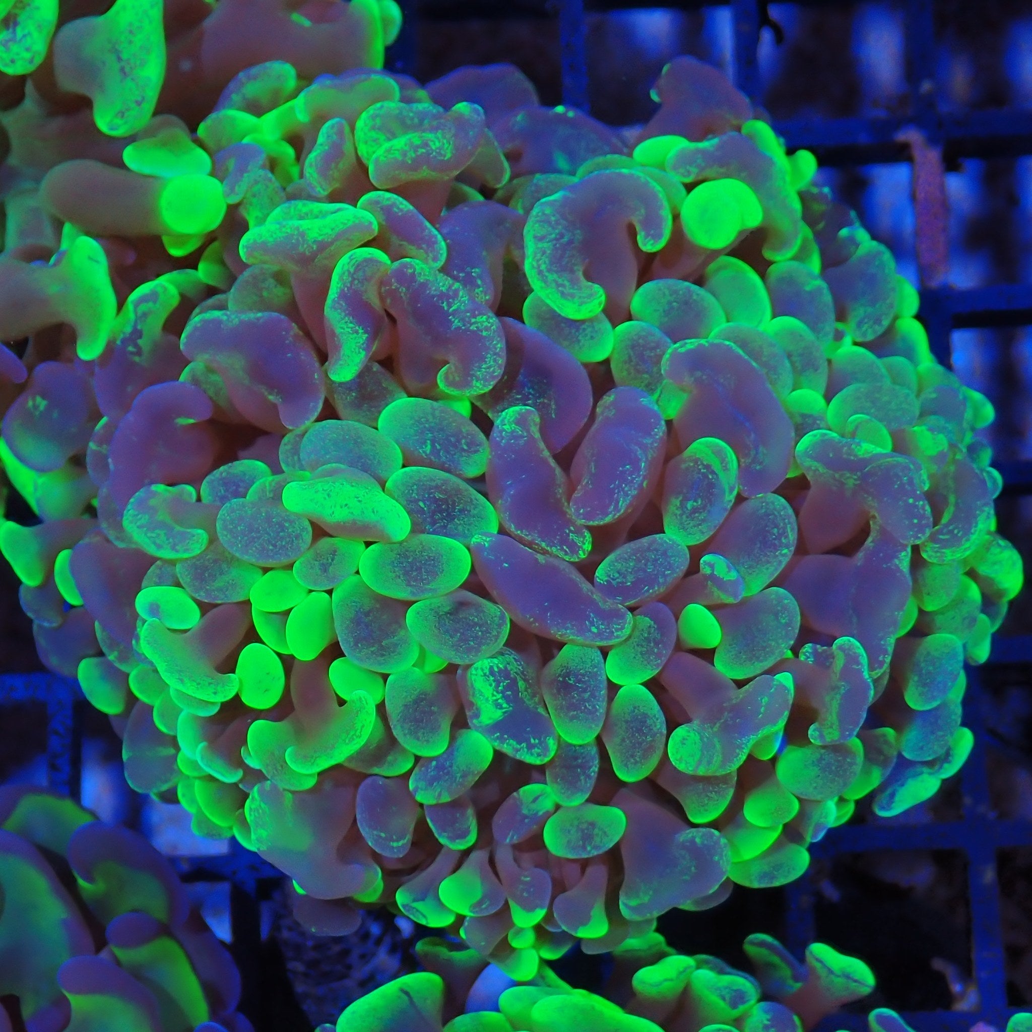 Euphyllia Ancora AA014 | Fimbriaphyllia ancora