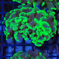 Euphyllia Ancora AA015 | Fimbriaphyllia ancora