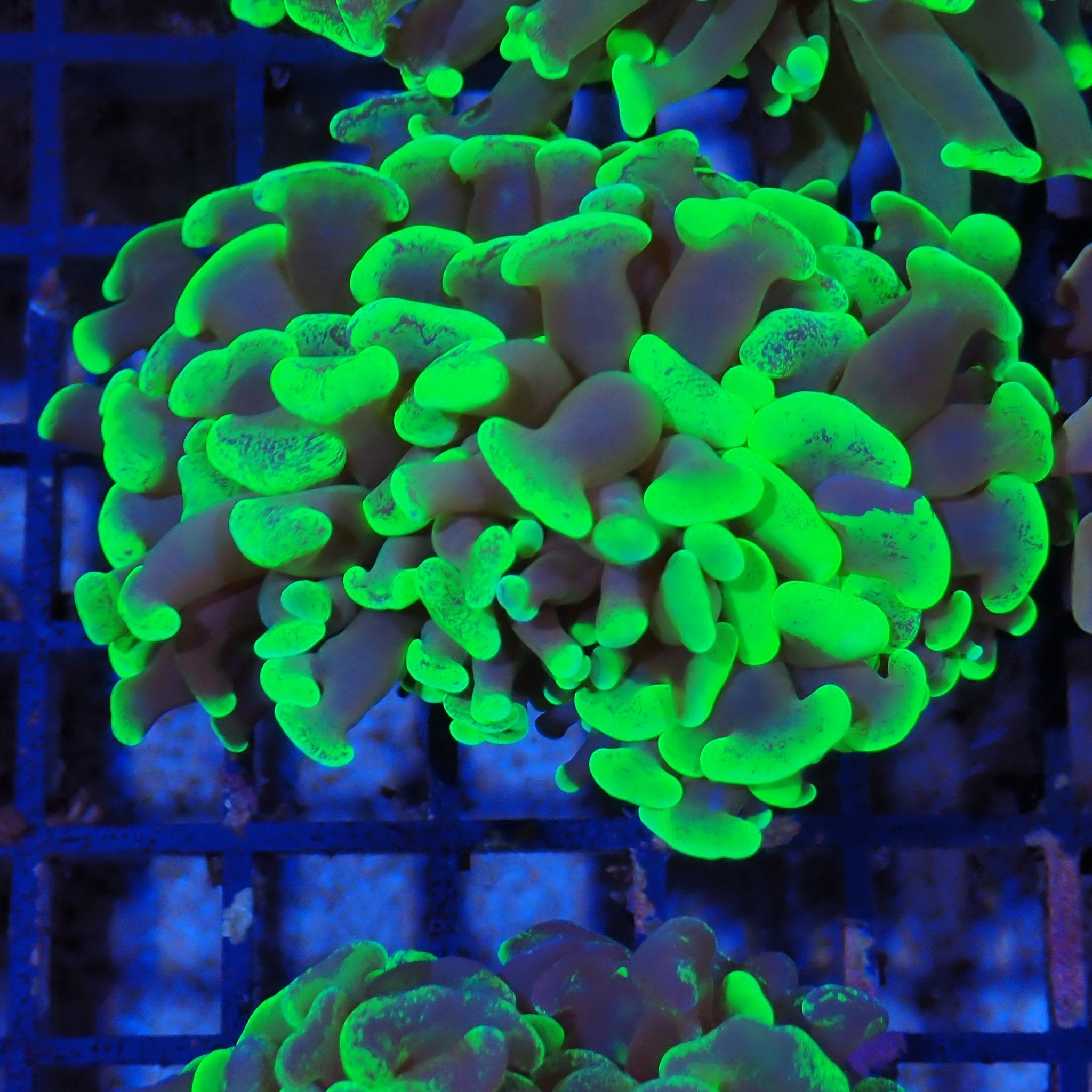Euphyllia Ancora AA015 | Fimbriaphyllia ancora