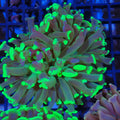 Euphyllia Ancora AA016 | Fimbriaphyllia ancora