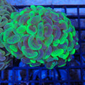 Euphyllia Ancora AA017 | Fimbriaphyllia ancora