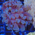Euphyllia Ancora AA019 | Fimbriaphyllia ancora