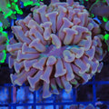 Euphyllia Ancora AA020 | Fimbriaphyllia ancora