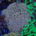 Euphyllia Ancora AA022 | Fimbriaphyllia ancora