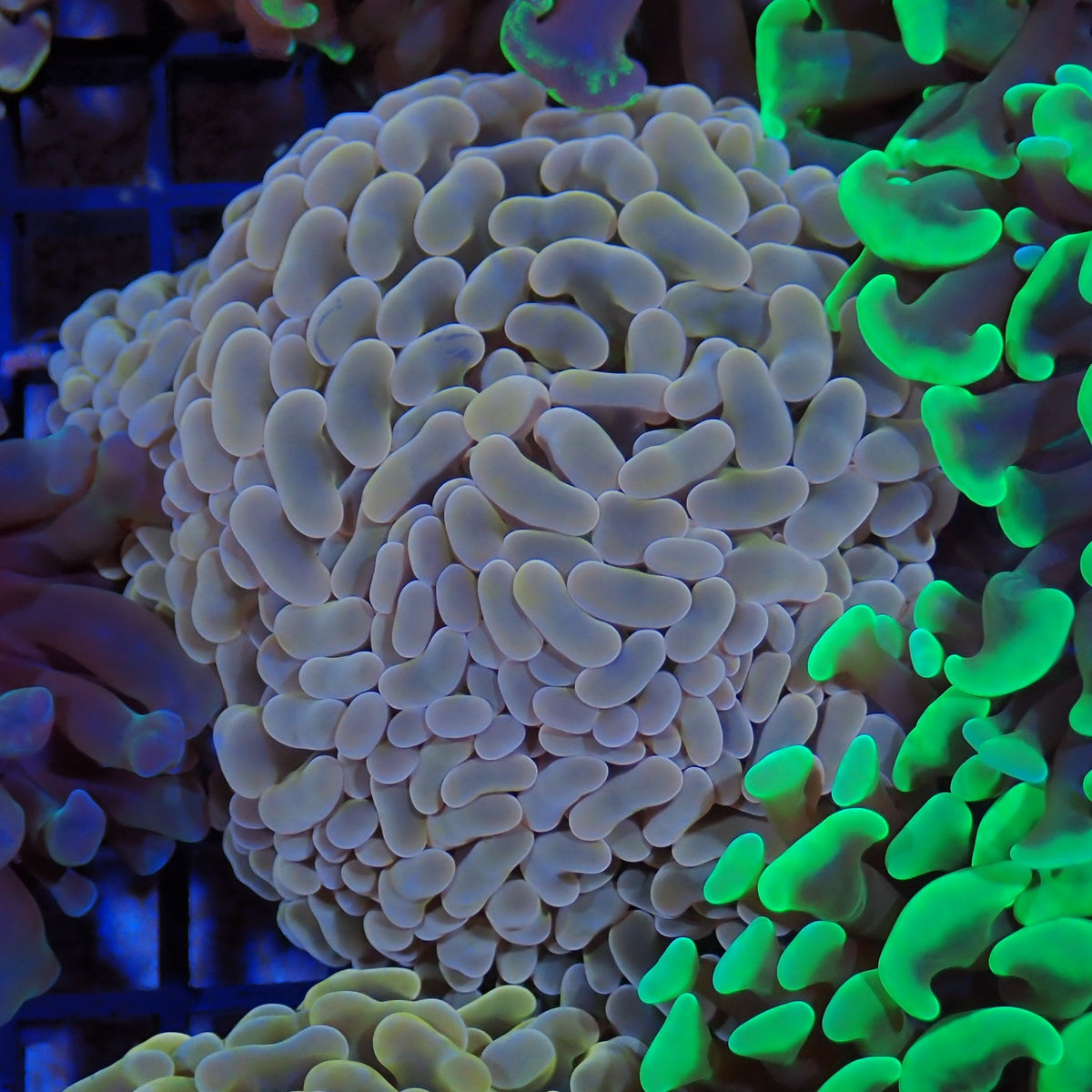 Euphyllia Ancora AA022 | Fimbriaphyllia ancora
